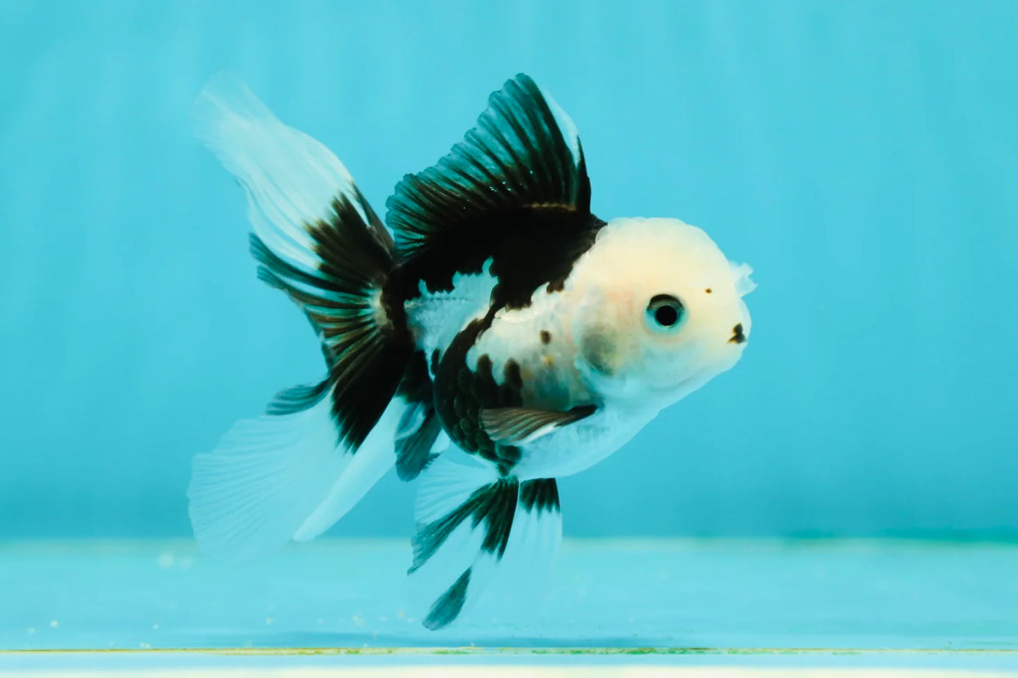 Panda Oranda Goldfish