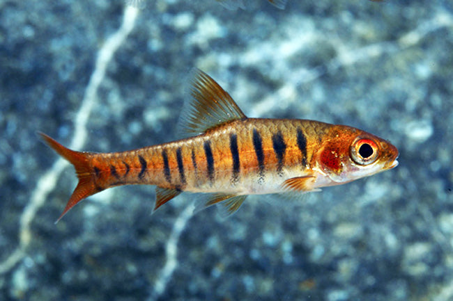 Blue Barred Barb