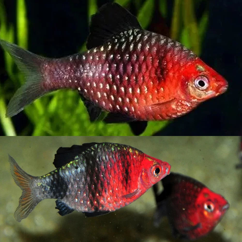 Black Ruby Barb