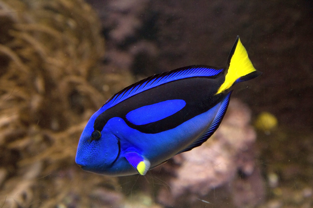 Blue Hippo Tang