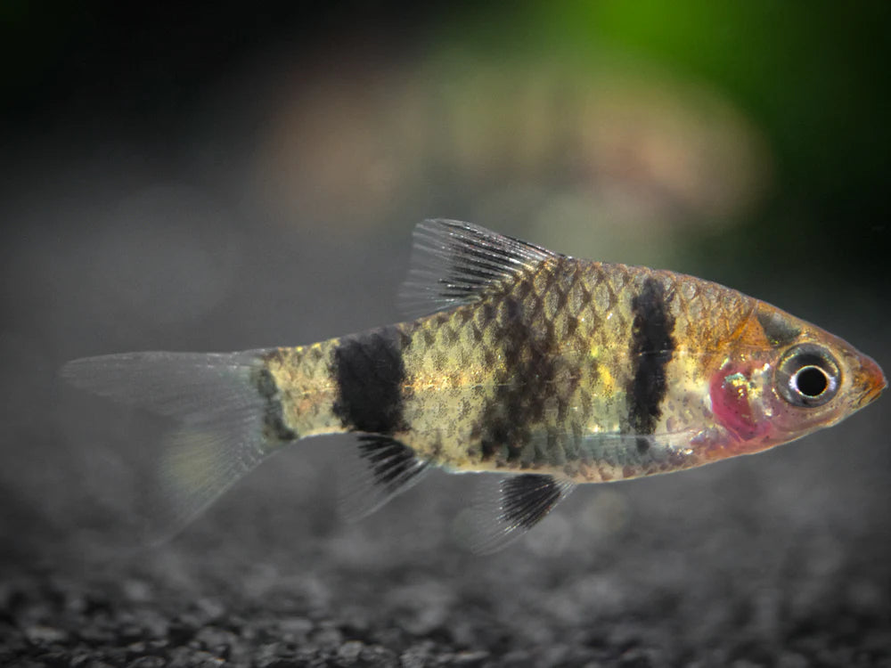Black Ruby Barb