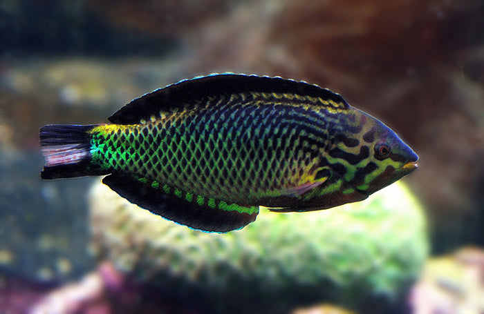 Black Leopard Wrasse