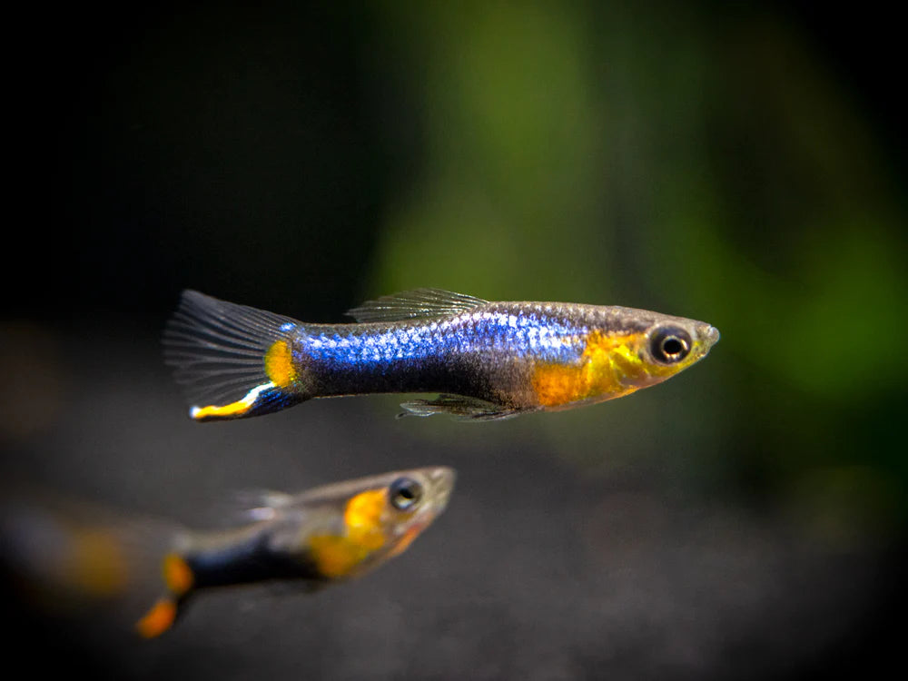 Blue Star Endler — Male