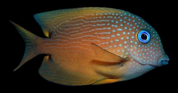 Blue Eye Bristletooth Tang
