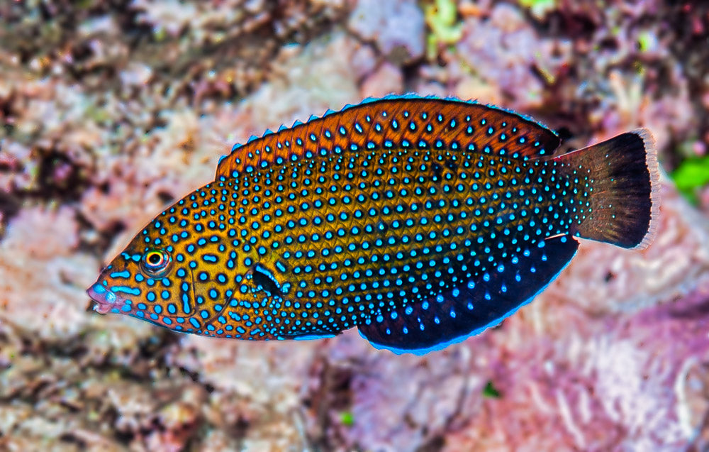 Blue Spotted Tamarin Wrasse