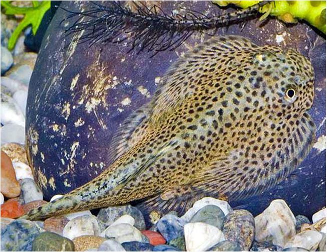 Hillstream Butterfly Loach