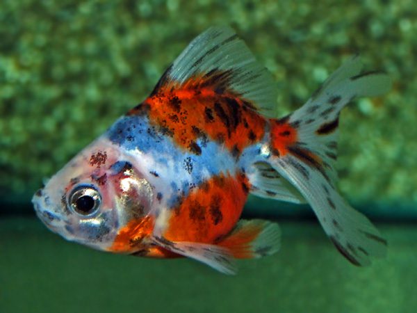Calico Fantail Goldfish