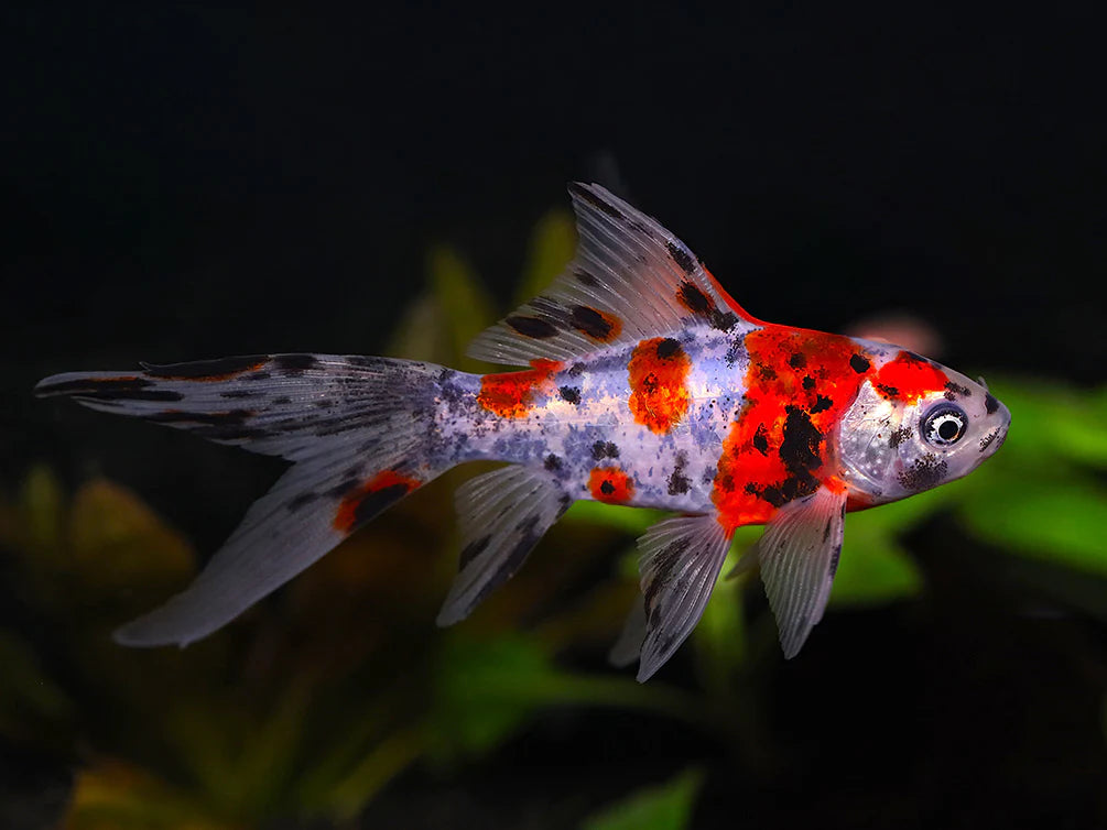 Shubunkin Goldfish