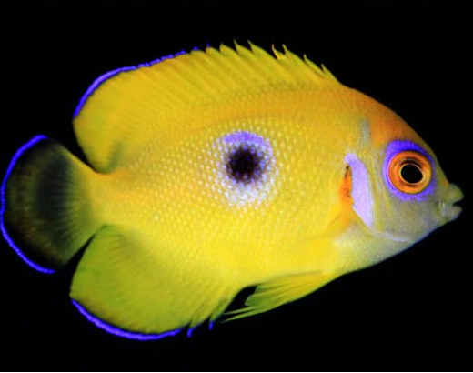 Blue Spot Lemon Peel Dwarf Angelfish