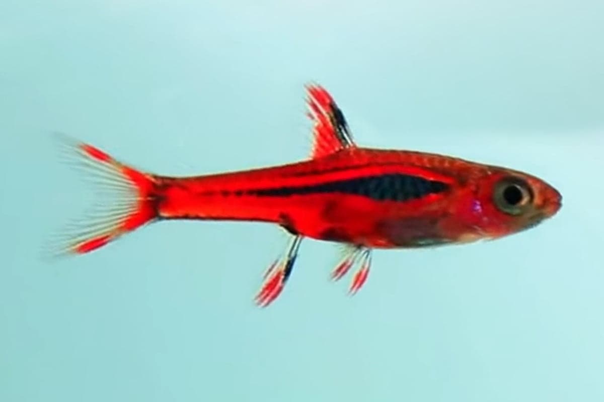 Chili Rasbora