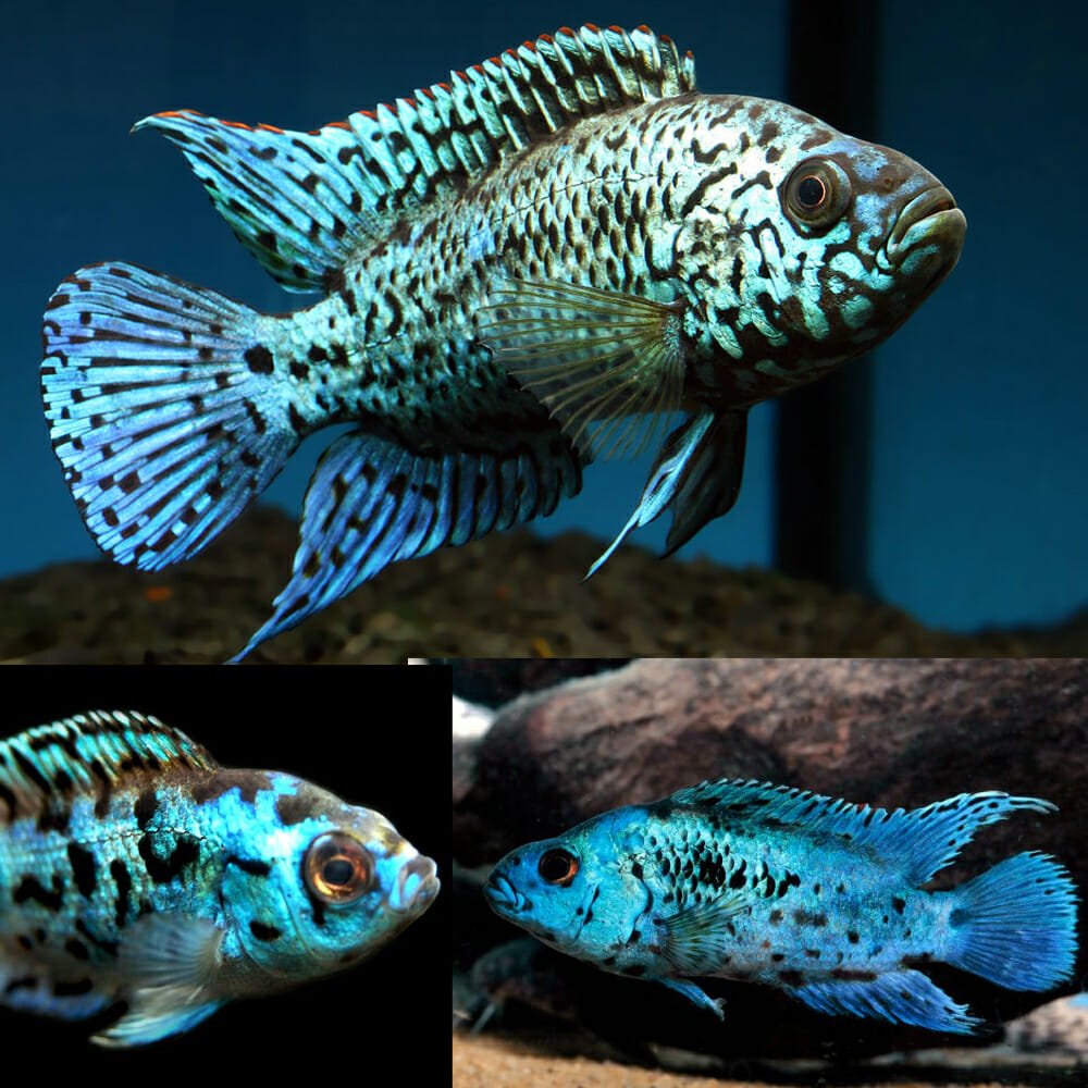 Electric Blue Jack Dempsey Cichlid