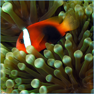 Cinnamon Clownfish Tank Raised