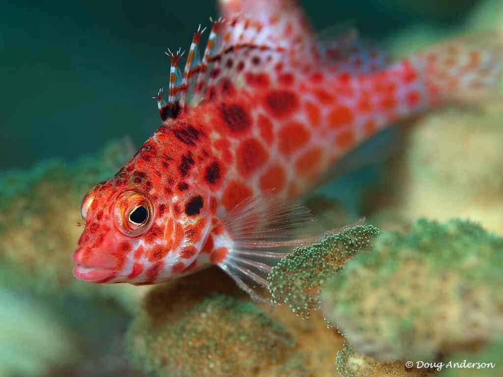 Coral Hawkfish