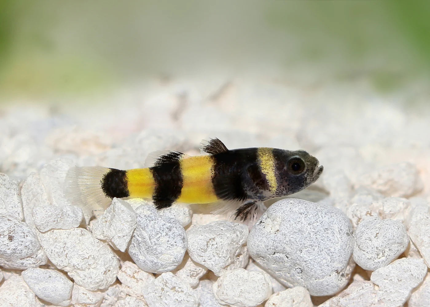 Bumblebee Goby