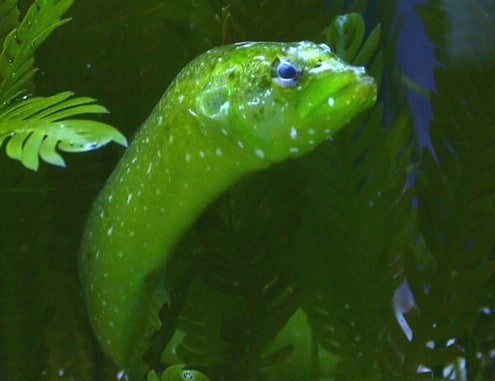 Green Wolf Eel