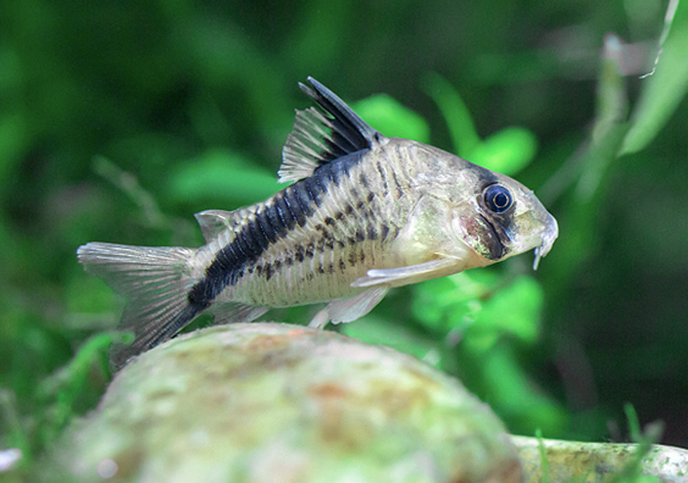 Melini Corydoras / False Bandit Cory