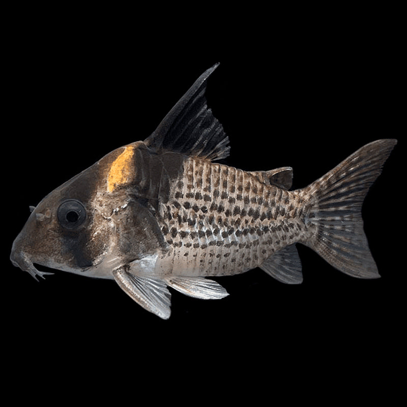 Wotroi Corydoras