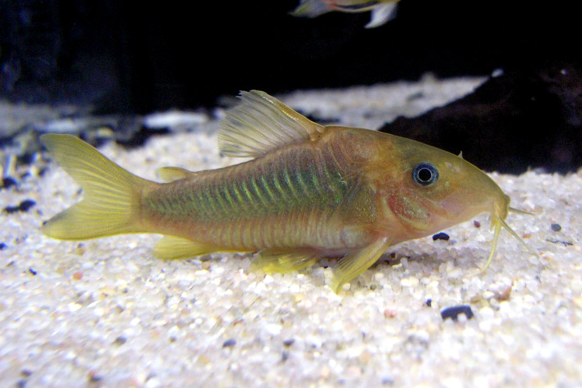 Corydoras Catfish - Mixed Colors