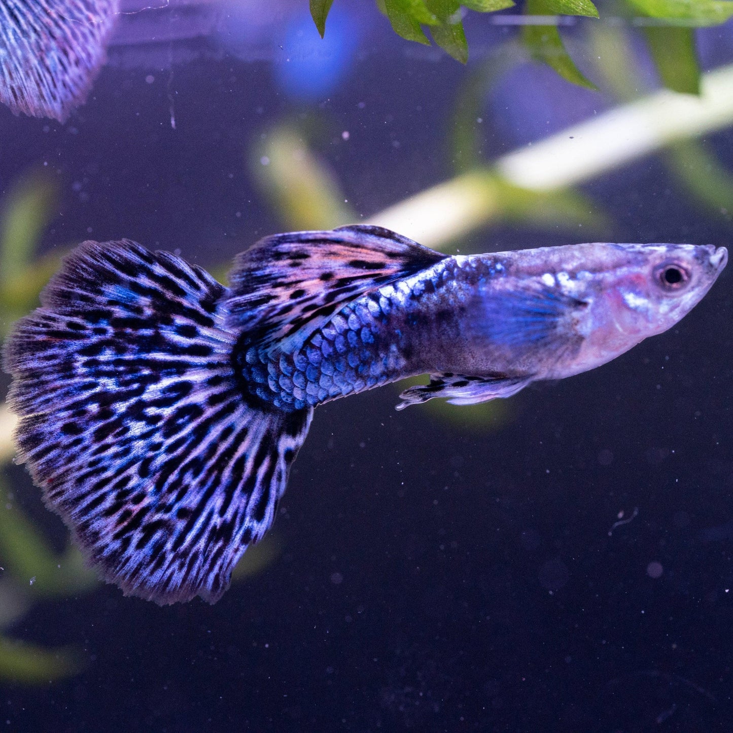 Dragon Guppy - Locally Bred - Mixed Colors