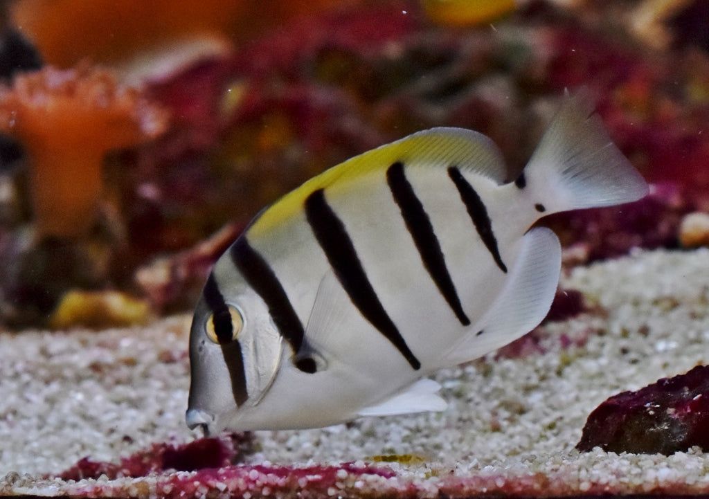 Convict Tang