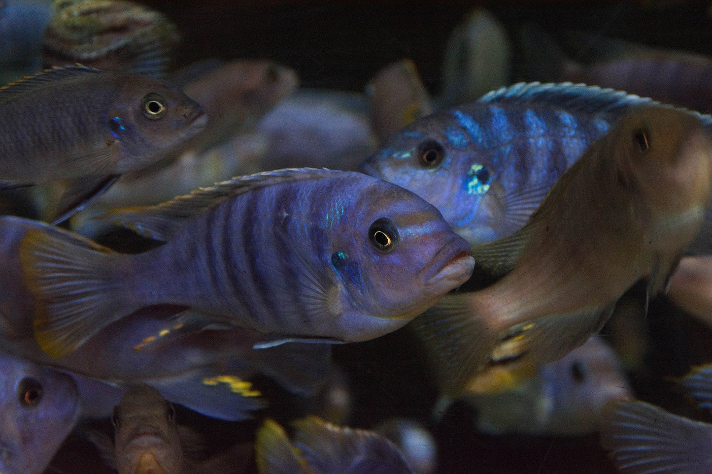 Malawi Cichlid - Mixed Colors