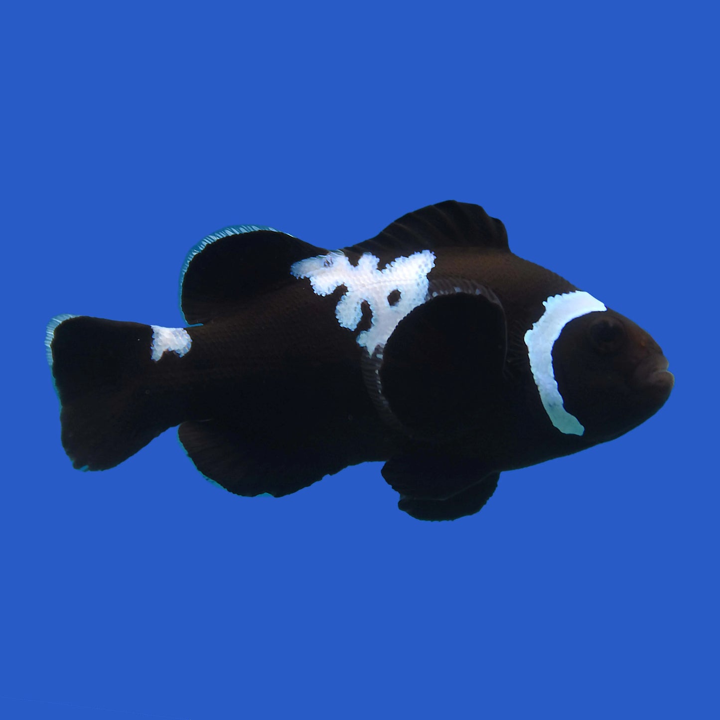 Midnight Lightning Clownfish - Tank Raised