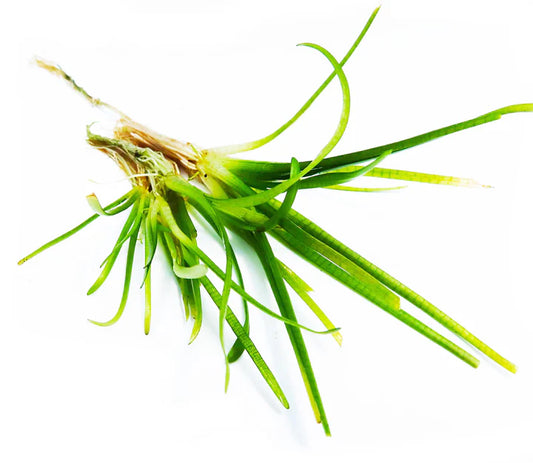 Dwarf Sagittaria Subulata (Dwarf Sag, Hudson Sagittaria (Narrow-leaf Arrowhead, Awl-leaf Arrowhead, and Ribbon Wapato)