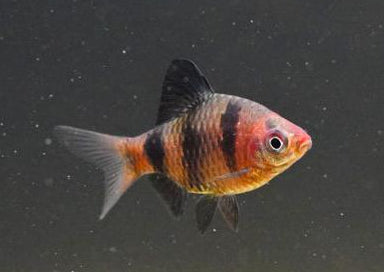 Black Ruby Barb
