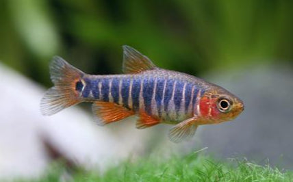 Dwarf Emerald Rasbora