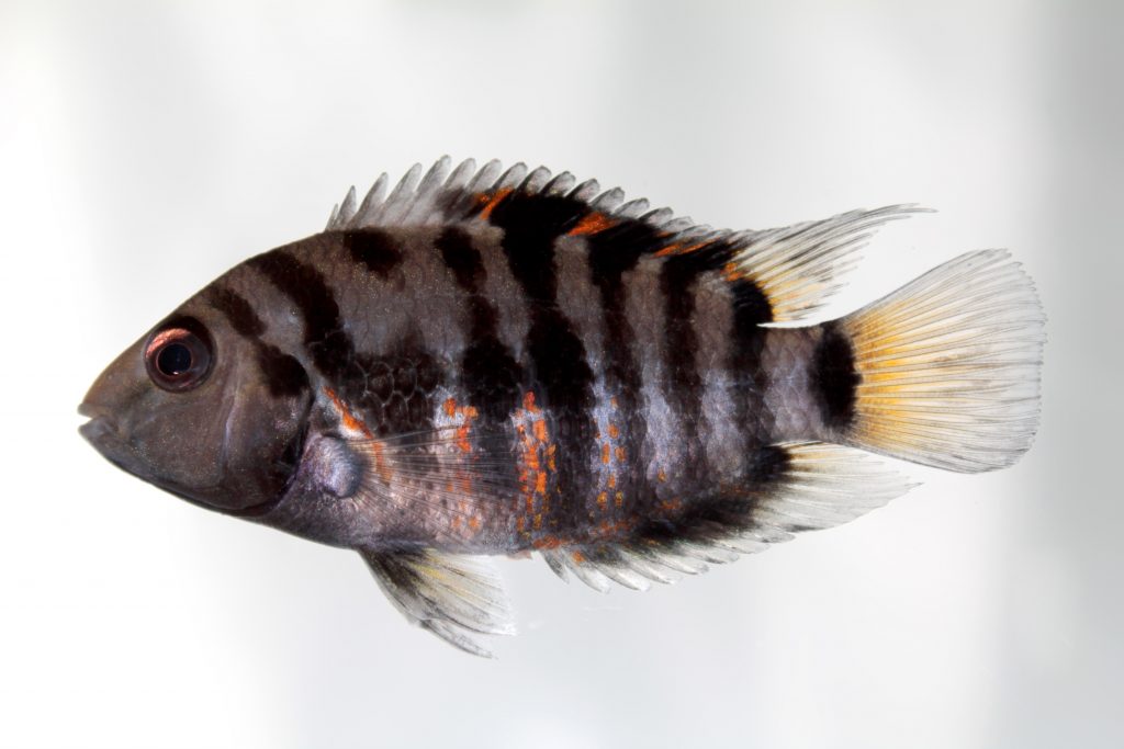 Cichlid - Convict