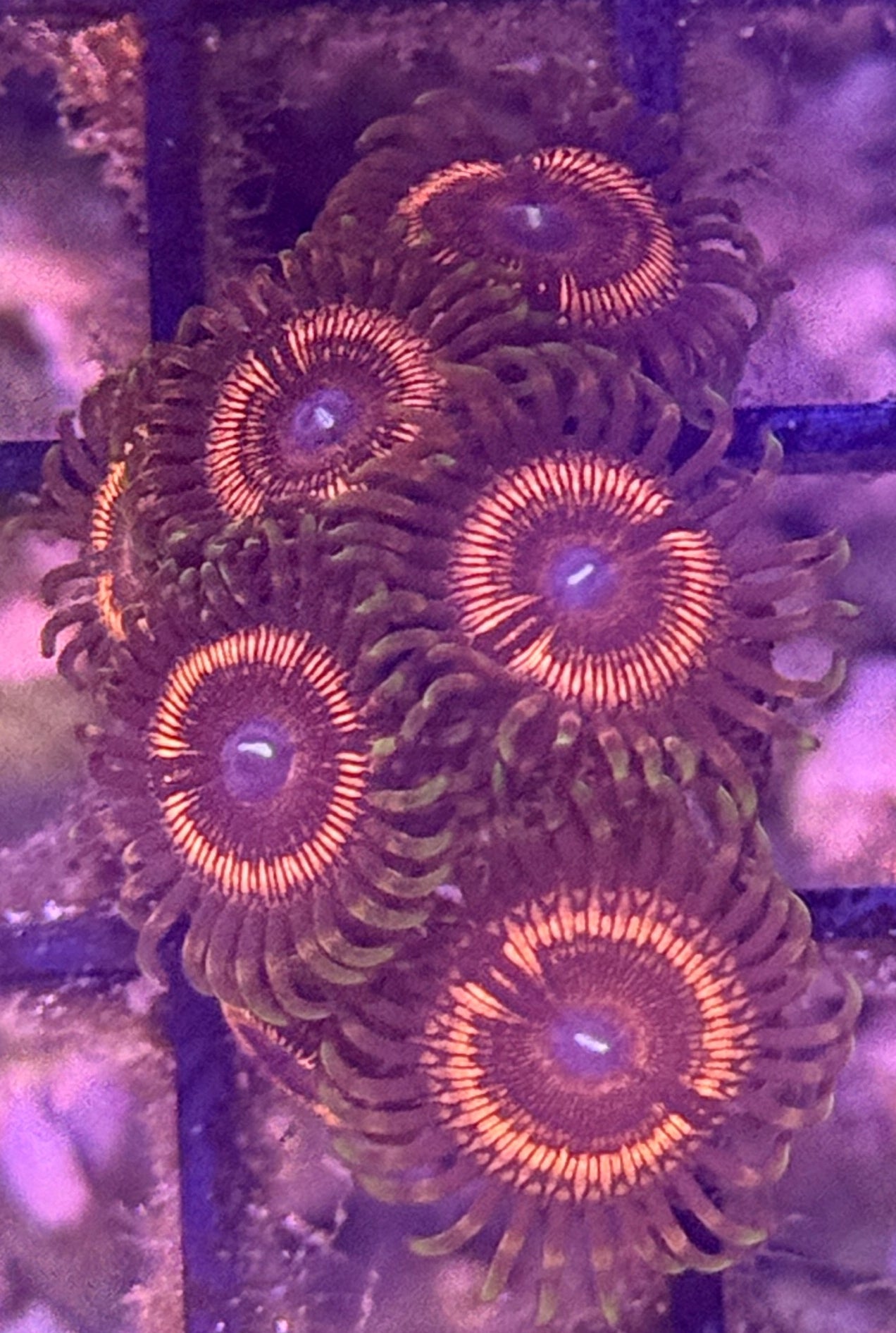 Dragon Glass Zoa frag - 2-3 polyps