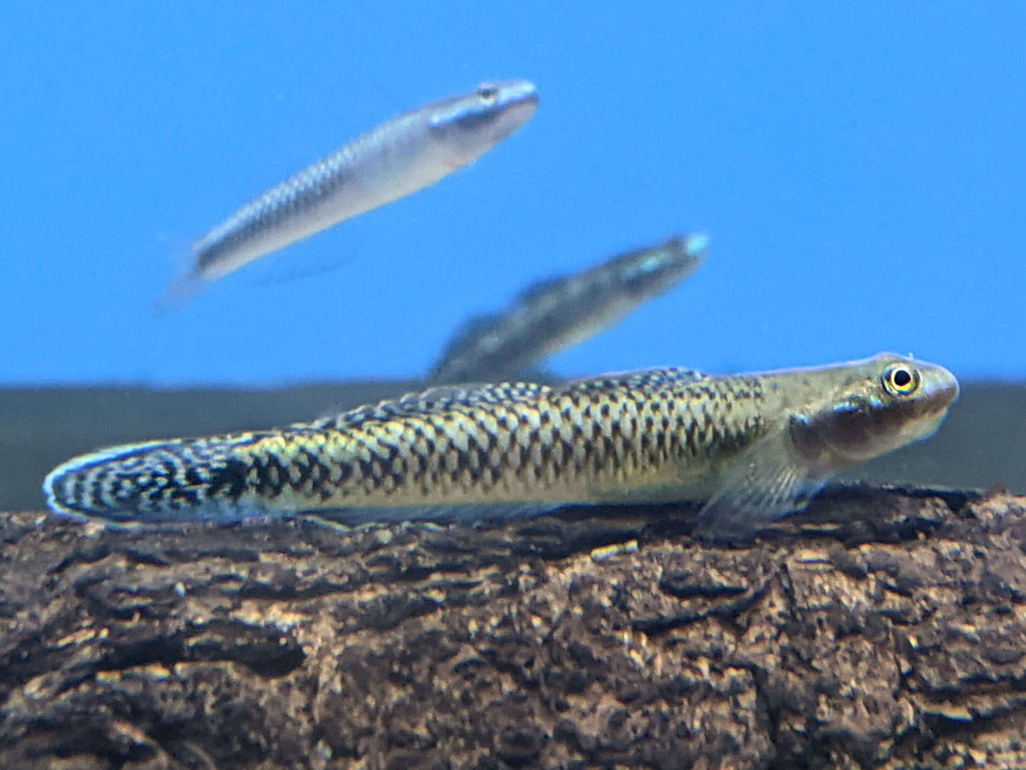 Elegant Stiphodon Goby (Male)