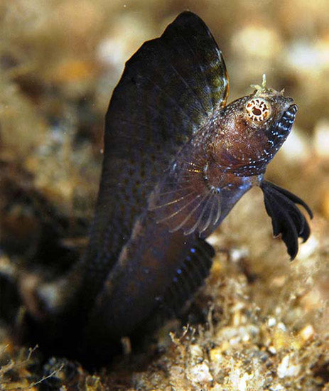 Black Sailfin Blenny