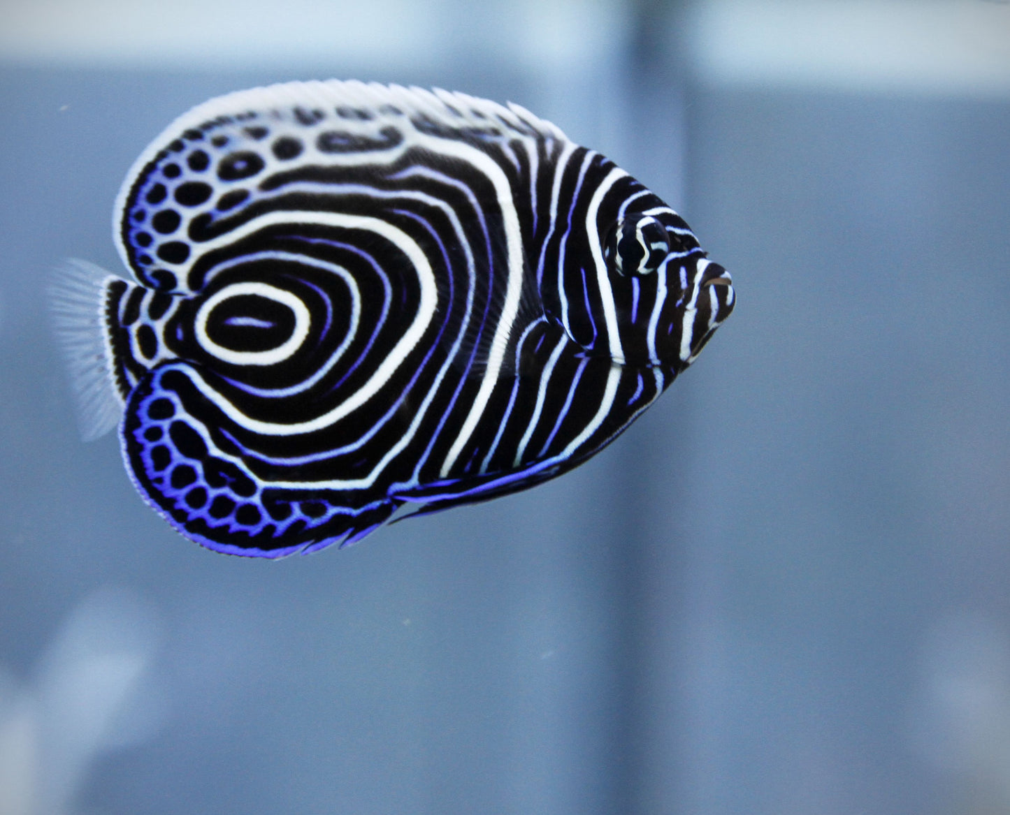Emperor Angelfish Juvenile - Sml