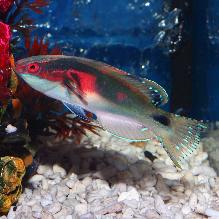 Exquisite wrasse - Male/Female Pair