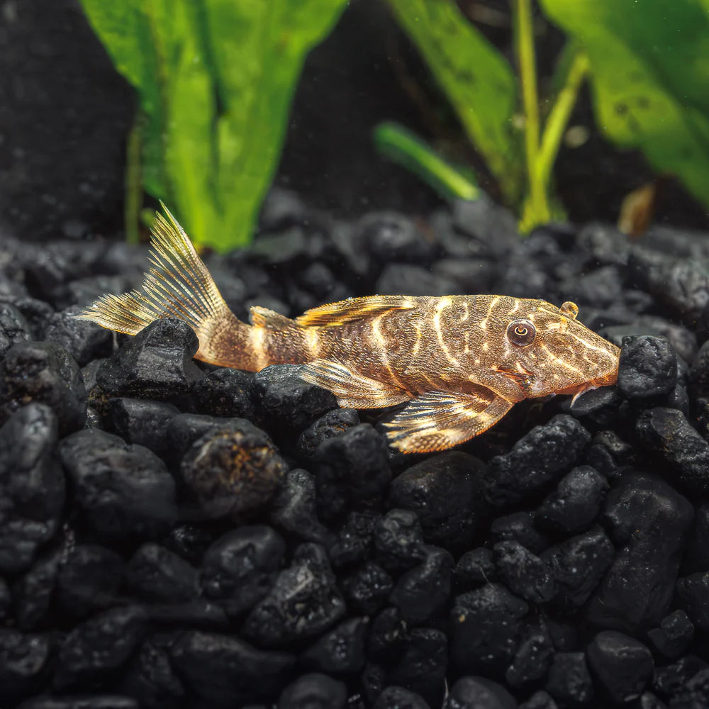Clown Pleco L103