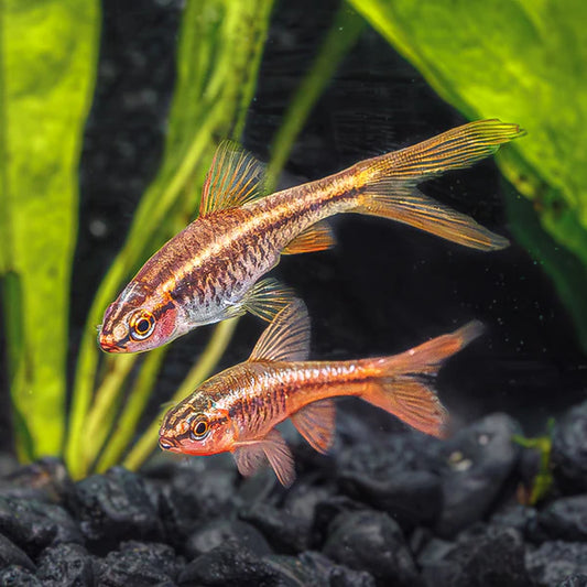 Veiltail Cherry Barb