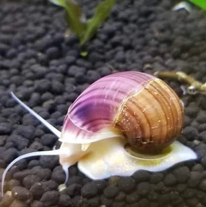 Mystery Snail (Magenta) - Locally Bred
