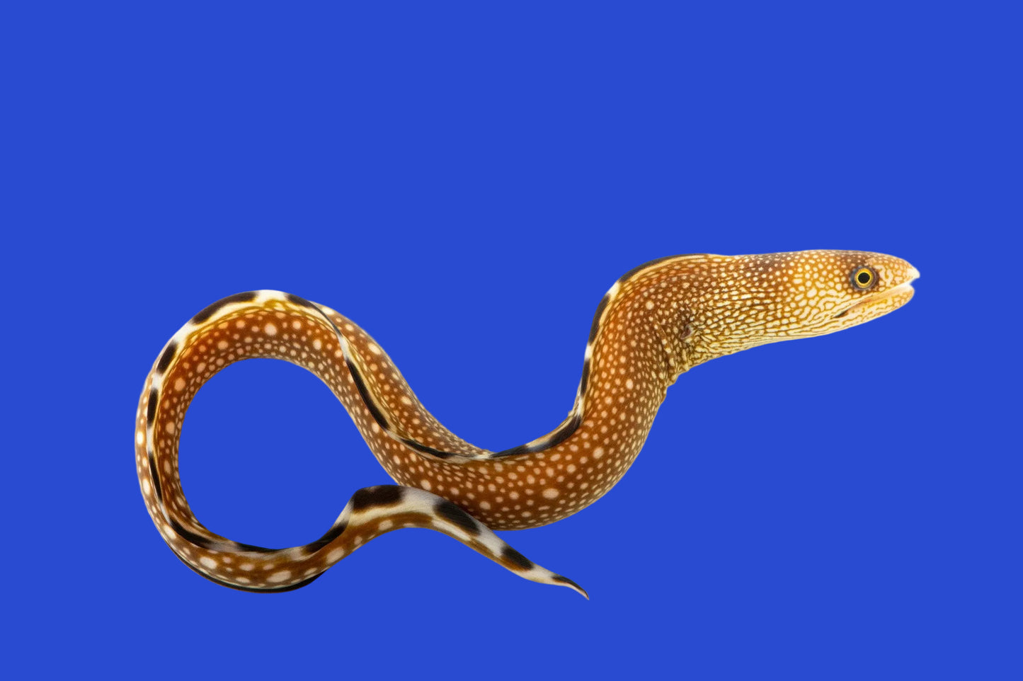 Black Edge Moray Eel