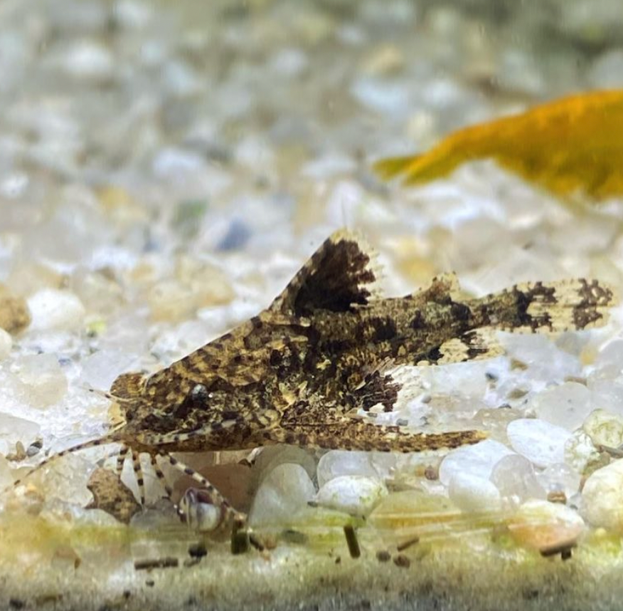 Stone Catfish (Anchor Catfish)