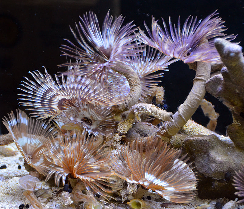 Cinnamon Feather Duster