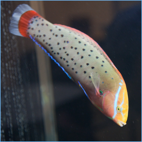 Formosa Wrasse