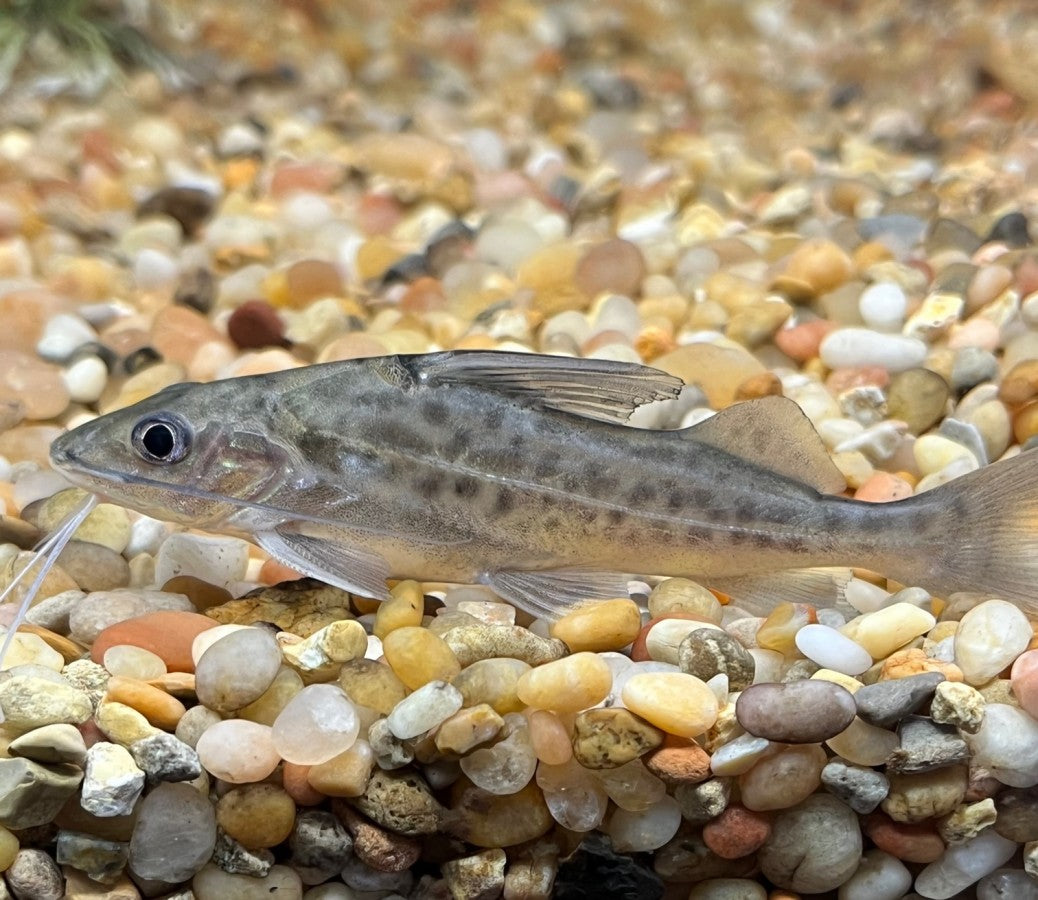 Four Line Dot Pictus Catfish