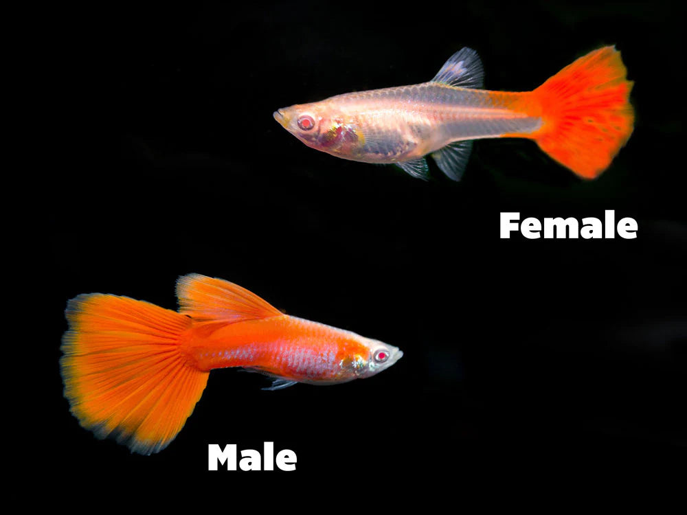 Red Delta Guppy (Livebearer) - Male and Female Pair