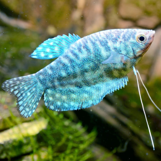 Gourami – Mixed Colors