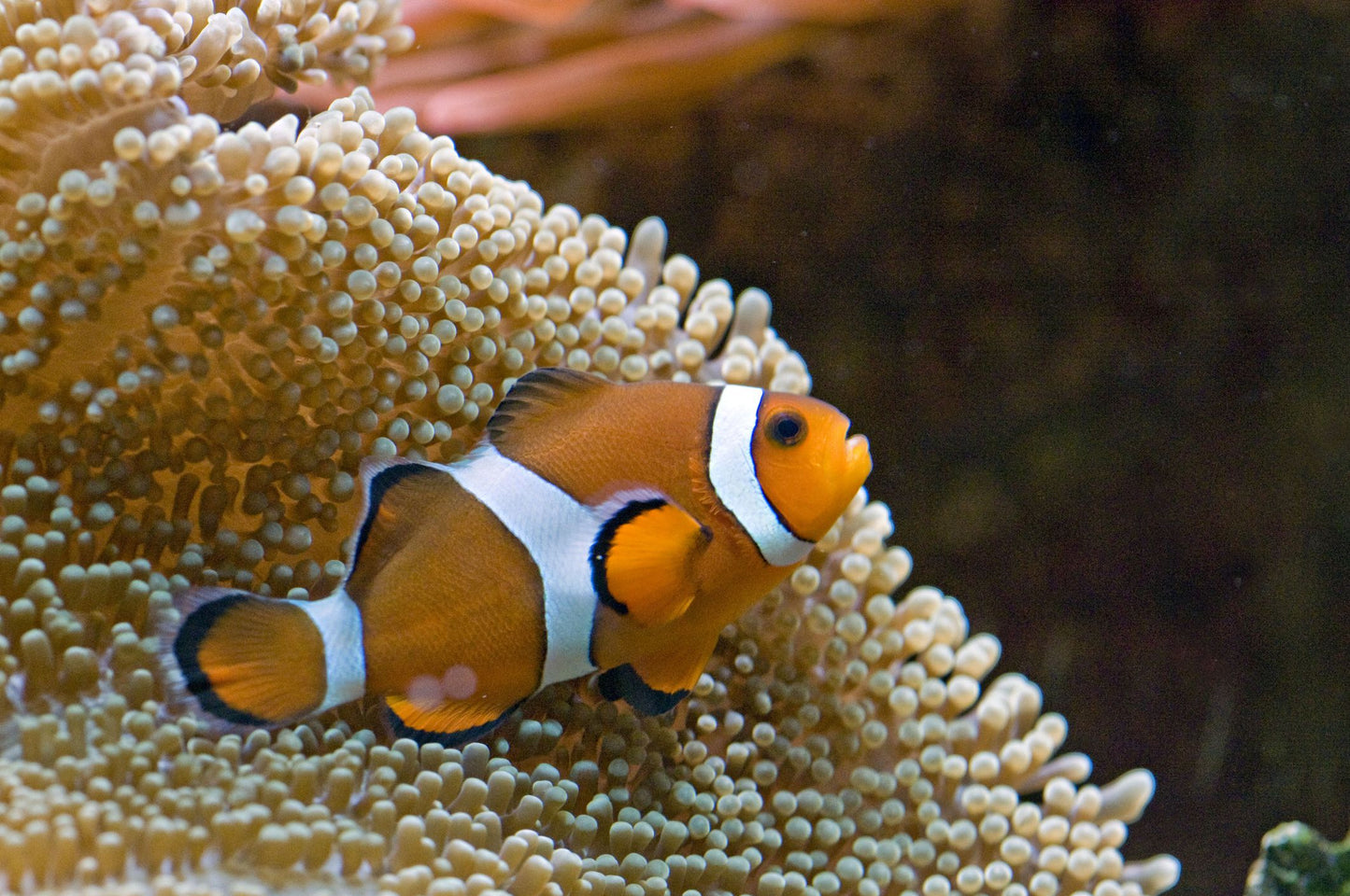 Ocellaris Clownfish Tank Raised
