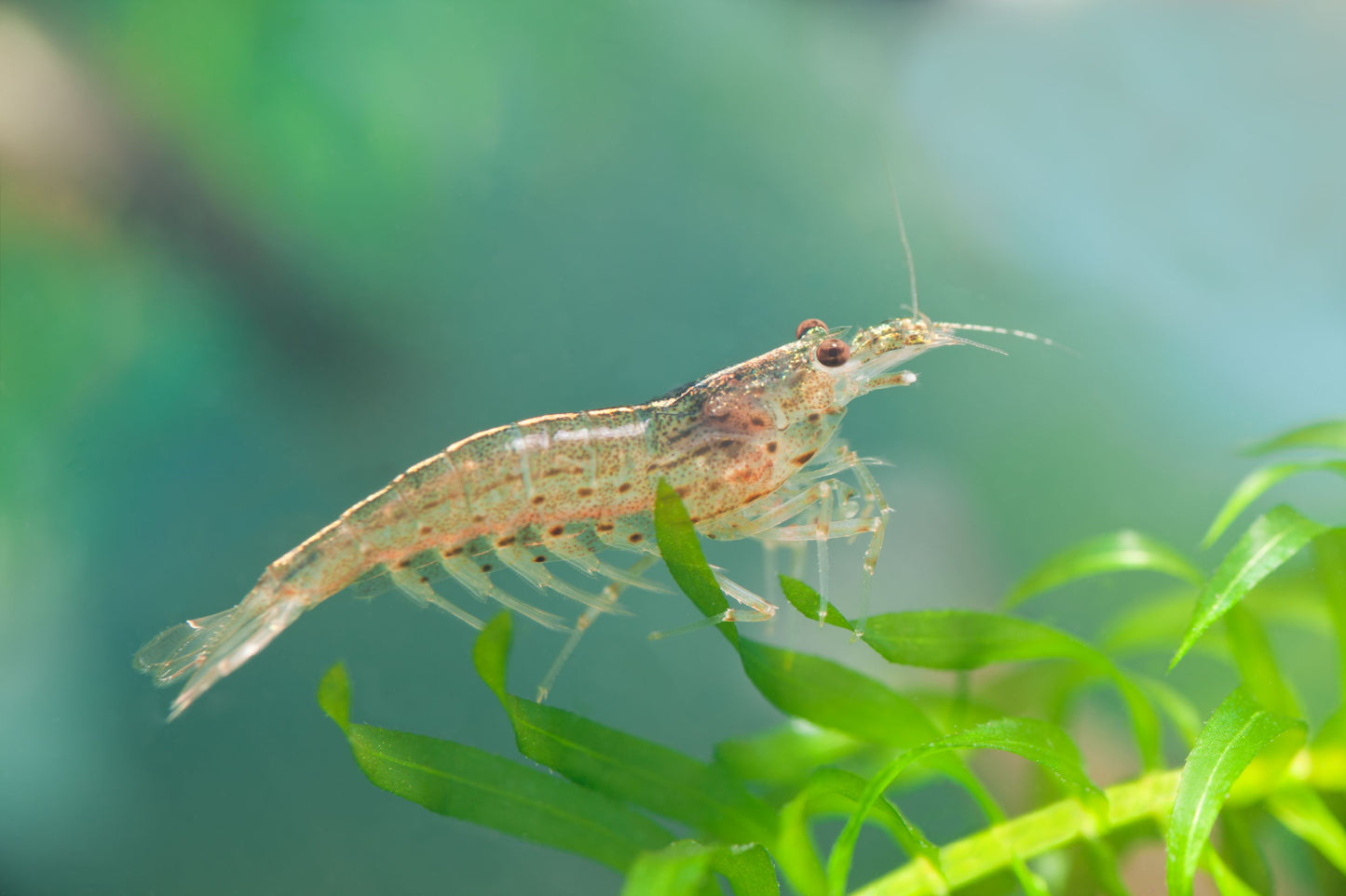 Amano Algae Eating Shrimp