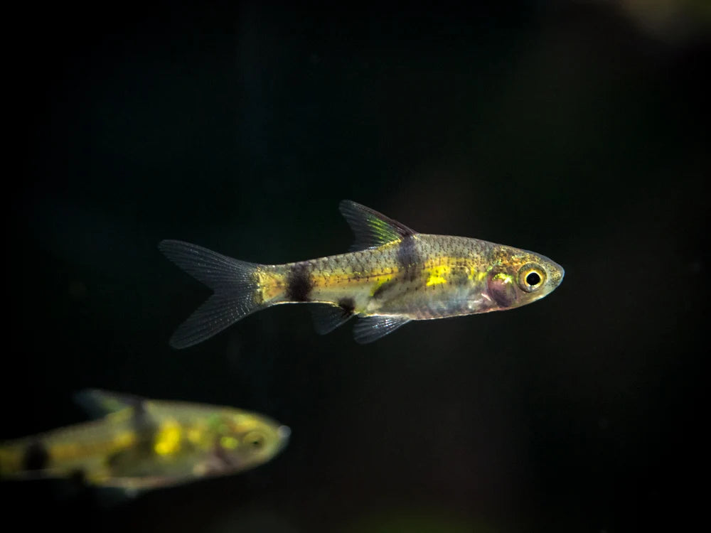 Dwarf Golden Barb
