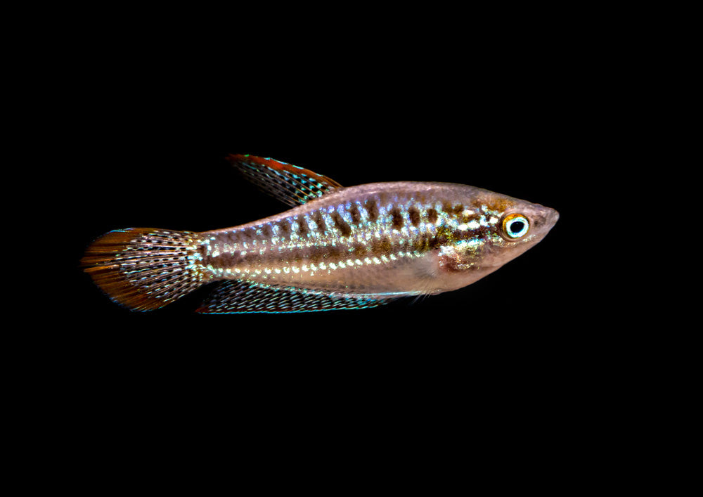Sparkling Gourami