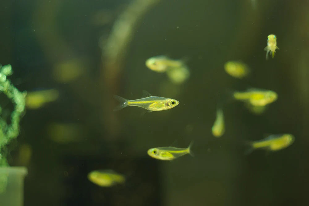 Green Kubotai Rasbora